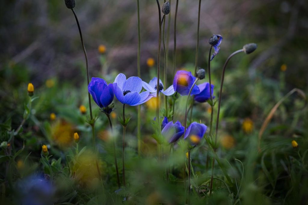 Naturfotografie und Landschaftsfotografie, Fotos von Blumen aufgenommen von der Fotografin Caroline Wimmer aus Berlin