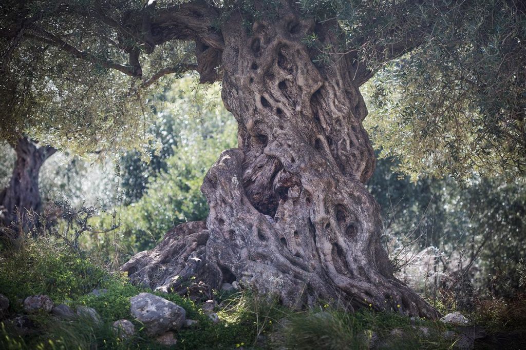 Naturfotografie und Landschaftsfotografie, Olivenbäume aufgenommen in Griechenland von der Fotografin Landschaftfotografin Caroline Wimmer aus Berlin