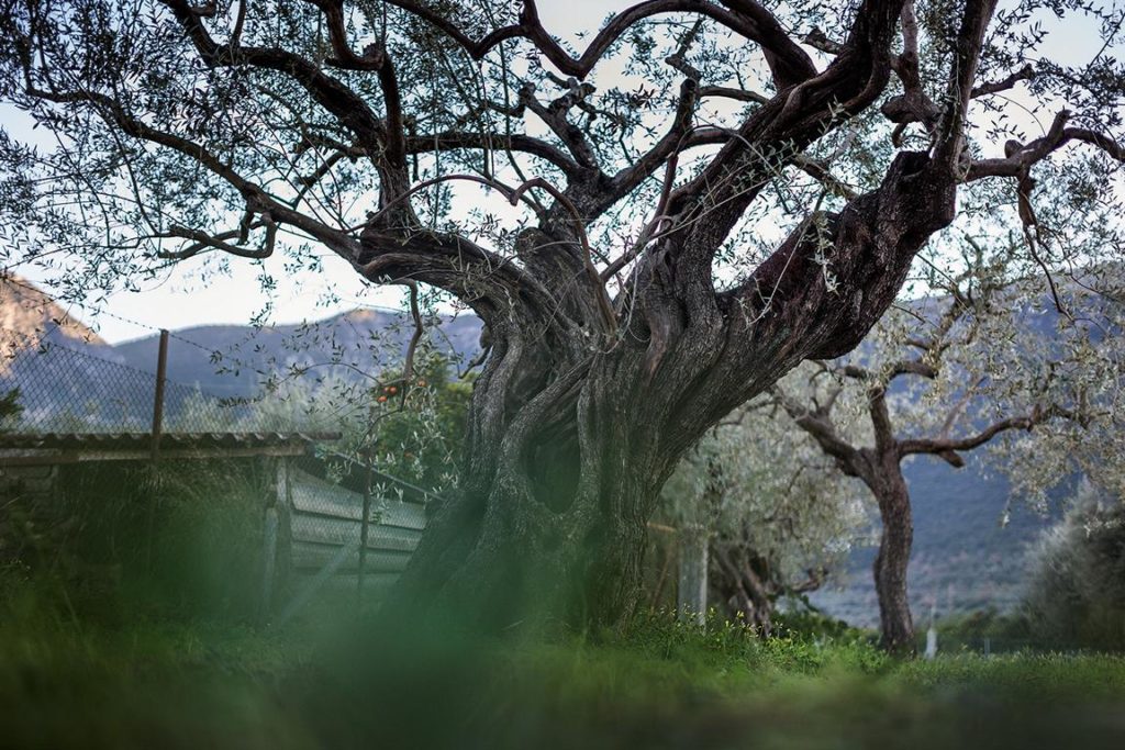 Naturfotografie und Landschaftsfotografie, Olivenbäume aufgenommen in Griechenland von der Fotografin Landschaftfotografin Caroline Wimmer aus Berlin