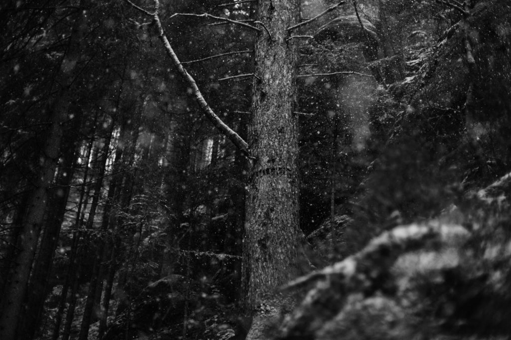 Titel - Landscape photography and nature and travel shots by Berlin based photographer Caroline Wimmer from Saxon Switzerland on a snowy winter day, atmospheric Black-and-White Photography