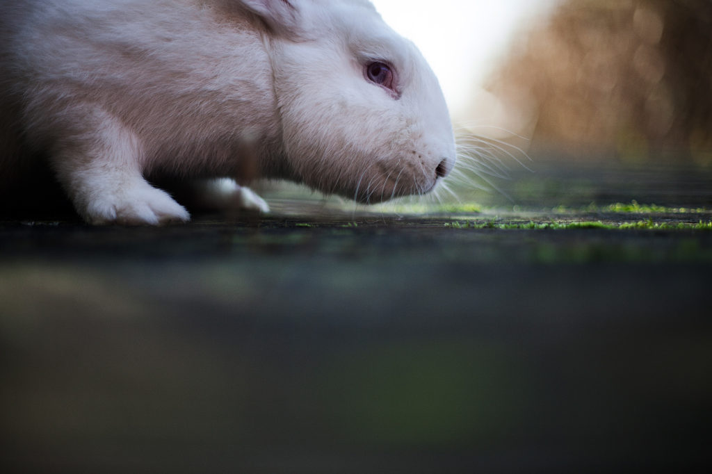 Weißer Hase, Tierfotografie der Fotografin Caroline Wimmer aus Berlin.