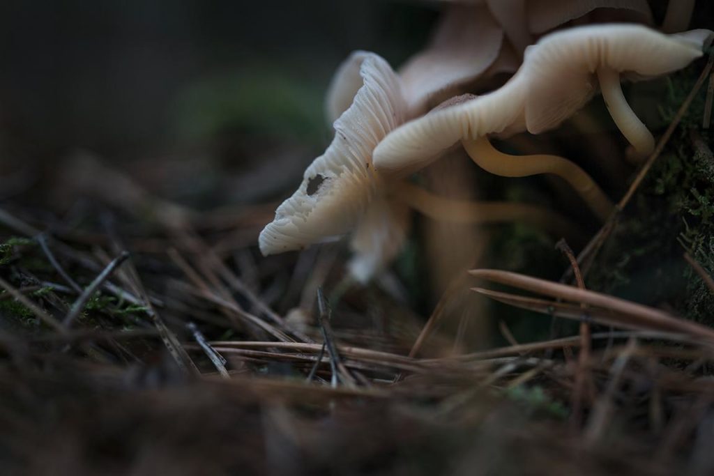 Naturfotografie, Landschaftsfotografie und Makrofotografie von Pilzen aufgenommen von der Naturfotografin Caroline Wimmer aus Berlin